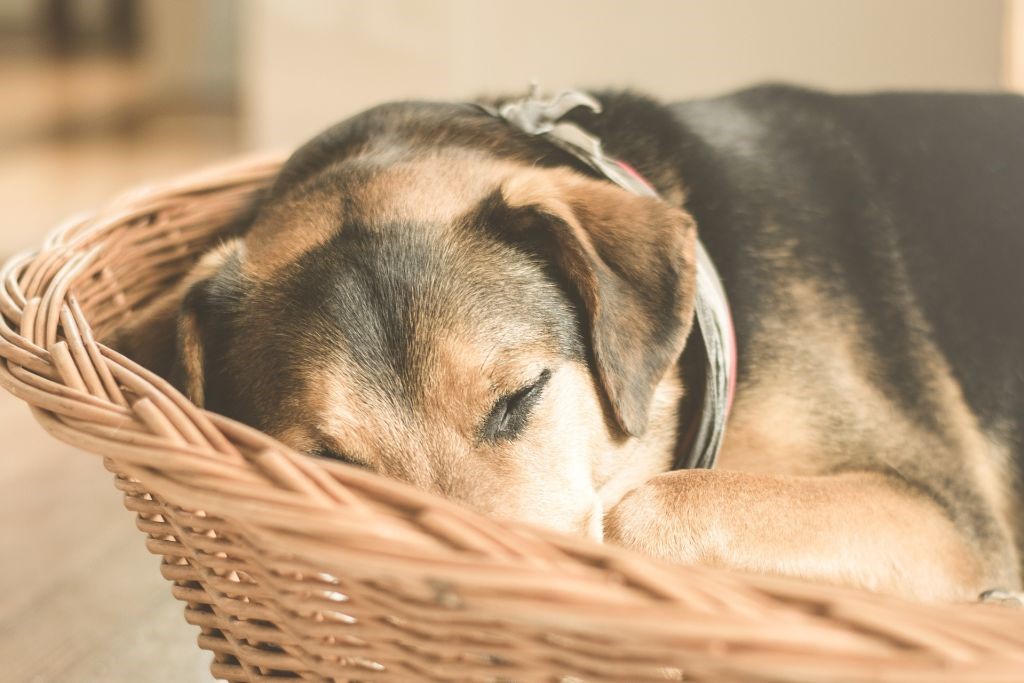 Cómo preparar la llegada de un perro adulto?