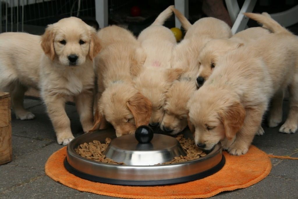 Enseñar a tu cachorro a quedarse solo, poco a poco