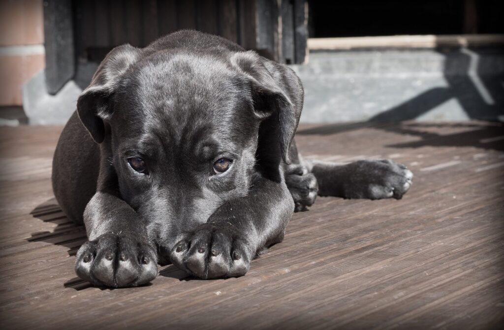 Enseñar a tu cachorro a quedarse solo, poco a poco